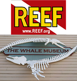 Reef & Whale Museum