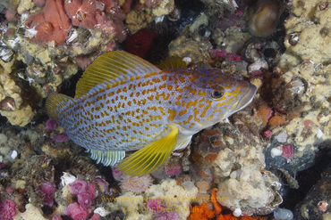 Kelp Greenling (female)