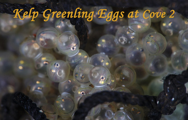 Kelp Greenling Eggs